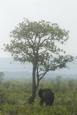 Elephantfog