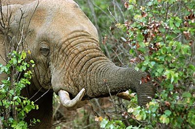 elephantIntheEye