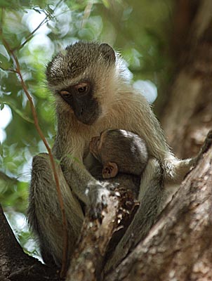 monkeys