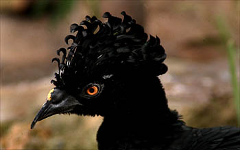 bird_black1
