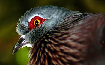 birds2