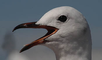 birds3