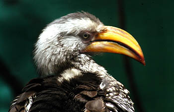 birds4