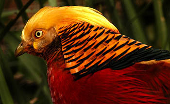 birds5