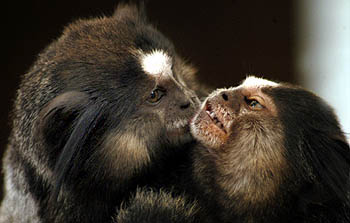 monkeys1