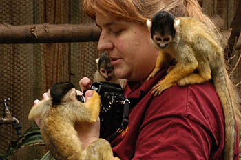 monkeys_jen