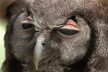 owl1