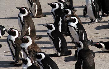 penguins