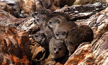 rock_rabbits