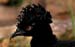 bird_black1