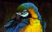 birds1