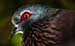 birds2