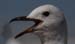 birds3