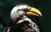 birds4