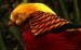 birds5
