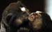 monkeys1