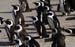 penguins
