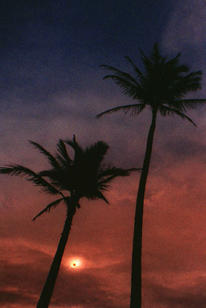 Hawaii_1991_e_palm_300