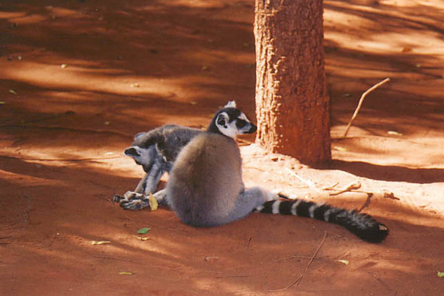 Berenty-2_sick-lemur
