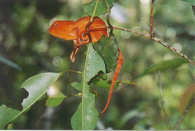 chameleon_red