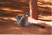 Berenty-2_sick-lemur