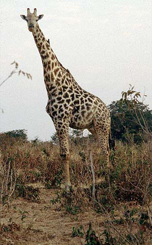 giraffe