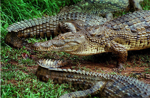 gators_01