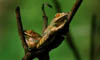 frogs_03