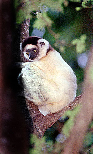 lemur11