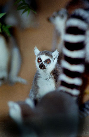 lemur12