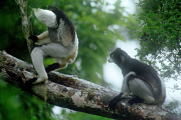 lemur_08jpg