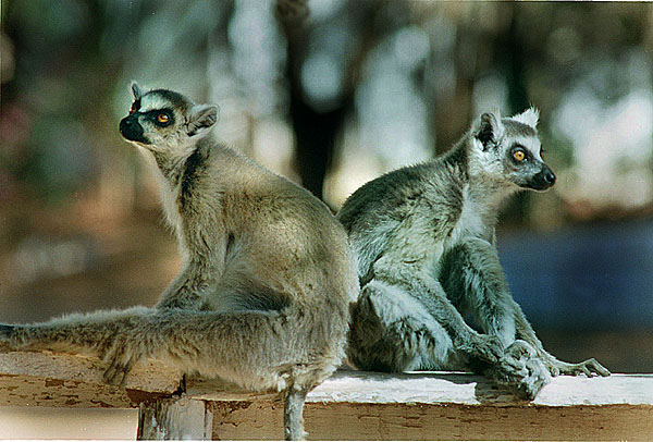 lemur_nightandday