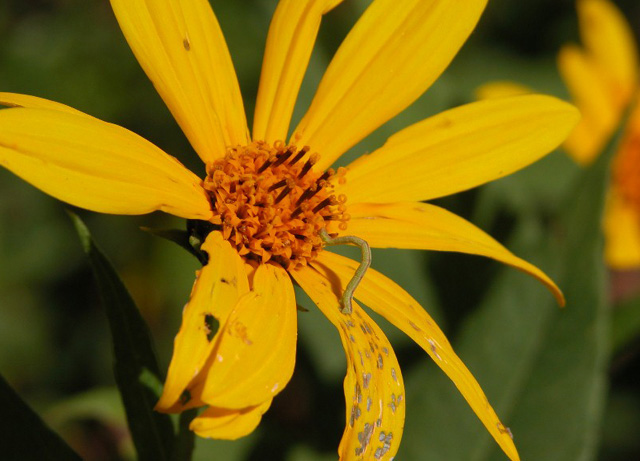 flower_inchworm
