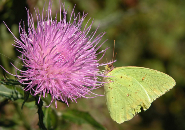 flower_moth