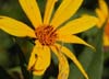 flower_inchworm
