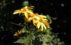 wildflowers