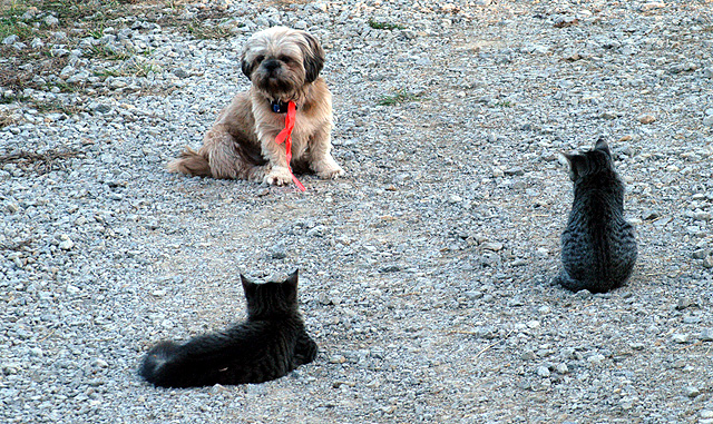 dog_vs_cats1