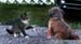 dog_vs_cat2
