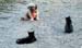dog_vs_cats1