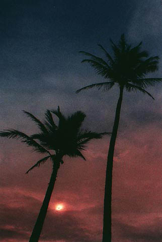 PalmTreeEclipse