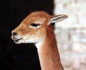 alpaca