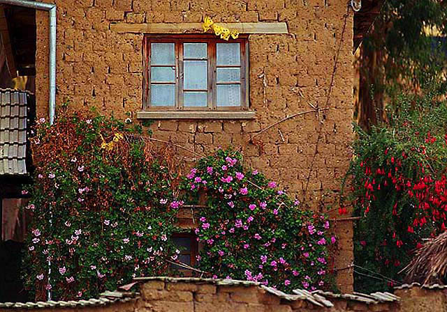 flowers