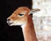 Alpaca